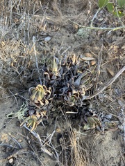 Dudleya cultrata