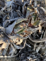 Dudleya cultrata