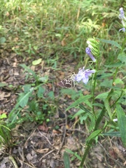 Amblyscirtes aesculapius