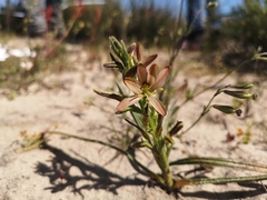 Wachendorfia multiflora