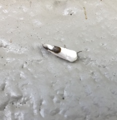Acontia