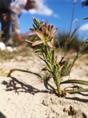 Wachendorfia multiflora