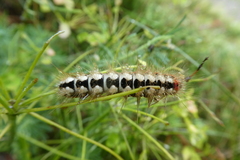Acronicta euphorbiae