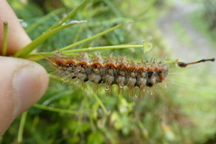 Acronicta euphorbiae