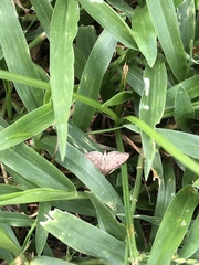 Lepidoptera