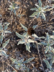 Helianthus niveus
