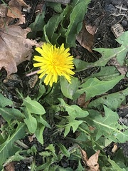 Taraxacum