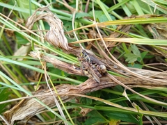 Melanoplus sanguinipes