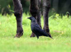 Corvus monedula