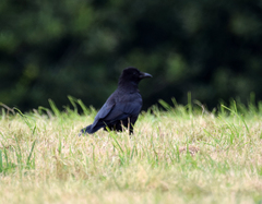 Corvus corone