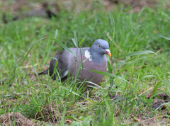 Columba palumbus