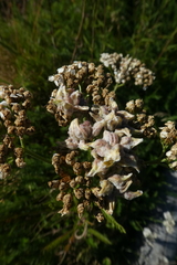 Aceria kiefferi