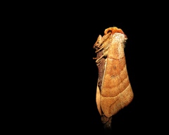 Datana integerrima