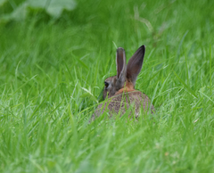 Oryctolagus cuniculus