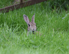 Oryctolagus cuniculus