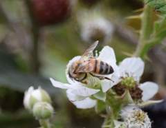 Apis mellifera