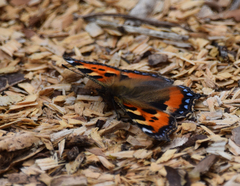 Aglais urticae