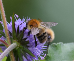 Bombus pascuorum