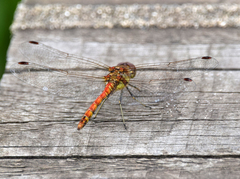 Sympetrum striolatum