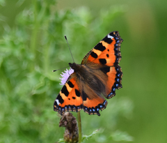Aglais urticae