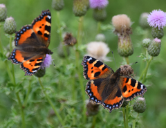 Aglais urticae