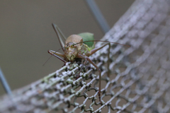 Lluciapomaresius anapaulae