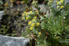 Artemisia genipi