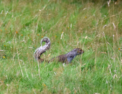 Sciurus carolinensis