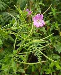 Epilobium hirsutum