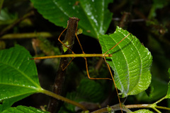 Prosentoria arrogans