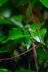 Marmessoidea vinosa