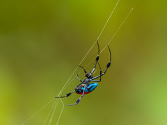 Leucauge sarawakensis