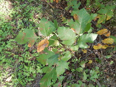 Toxicodendron radicans negundo