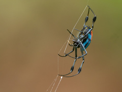 Leucauge sarawakensis