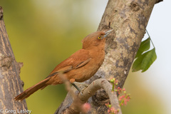 Grey-Crested Cacholote photo 2