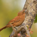 Rufous Cacholote - Photo (c) Greg Lasley, some rights reserved (CC BY-NC), uploaded by Greg Lasley