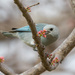 Sayaca Tanager - Photo (c) Greg Lasley, some rights reserved (CC BY-NC), uploaded by Greg Lasley