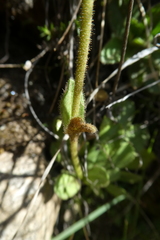Veronica bellidioides
