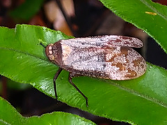 Penthicodes farinosus