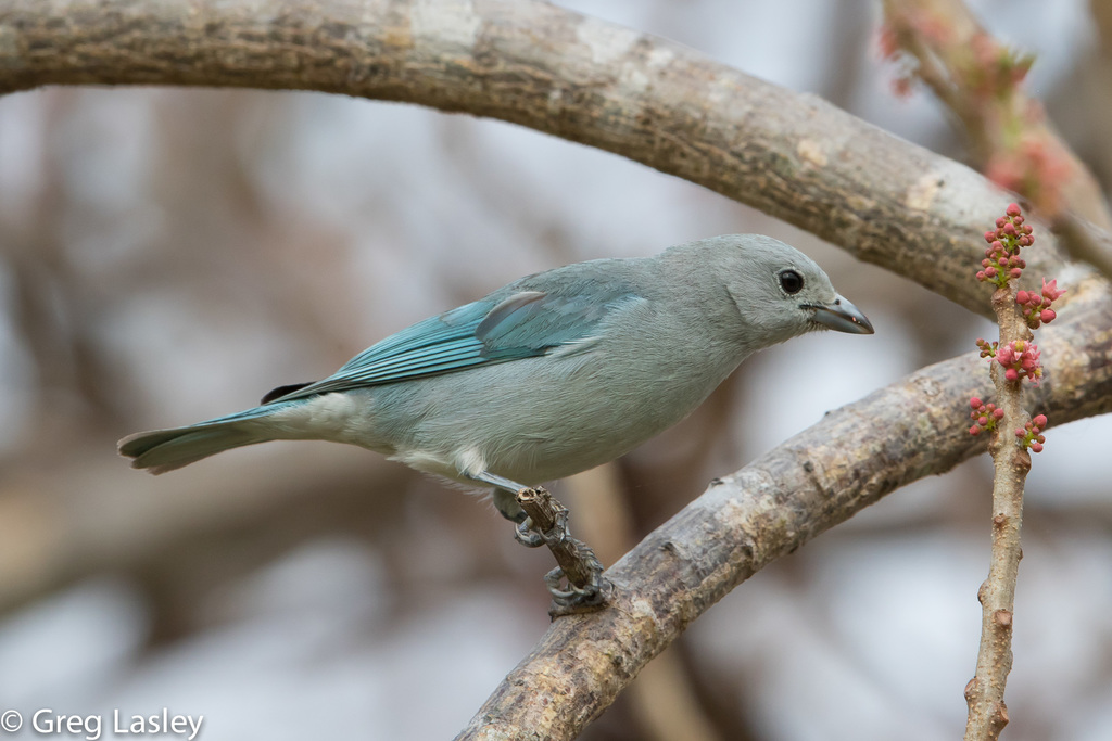 Sayaca Tanager photo