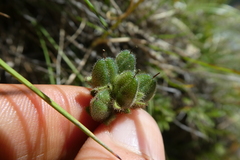 Veronica bellidioides