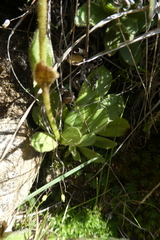 Veronica bellidioides