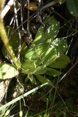 Veronica bellidioides
