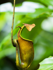 Nepenthes bicalcarata
