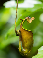 Nepenthes bicalcarata