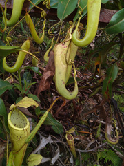 Nepenthes chaniana