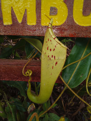 Nepenthes chaniana