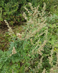 Artemisia vulgaris