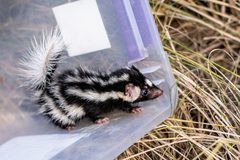 Spilogale angustifrons