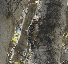 Dendrocopos analis